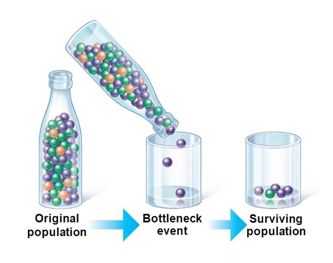 Genetic bottleneck