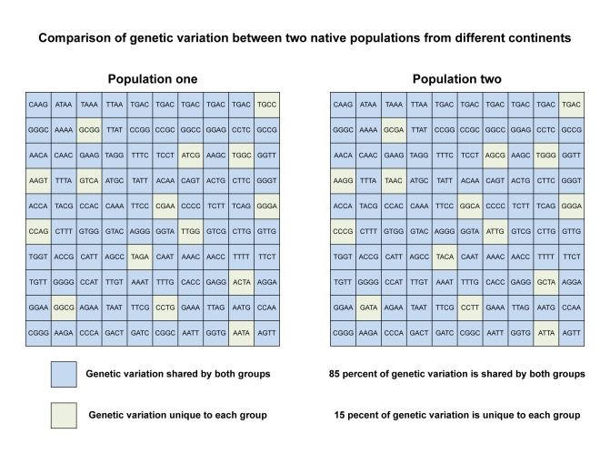 Human genetic variation 85 and 15 percent